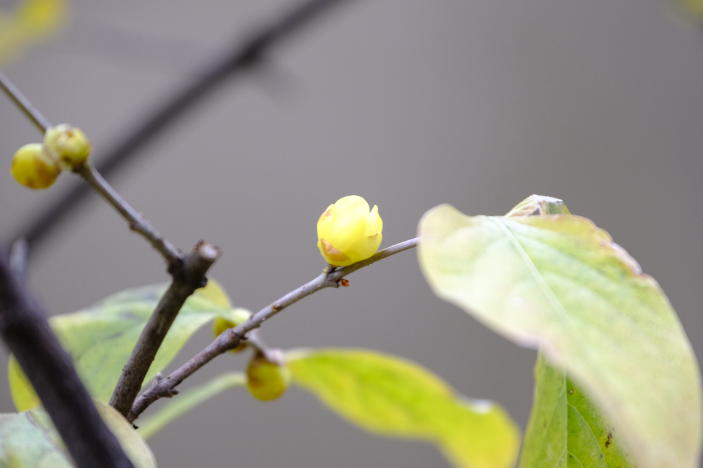 未開花のソシンロウバイ