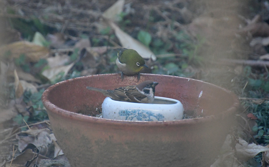 スズメの水浴び