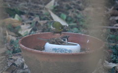 スズメの水浴び