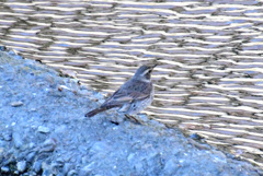 水辺のツグミン