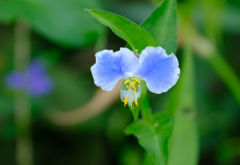 涼し気な花