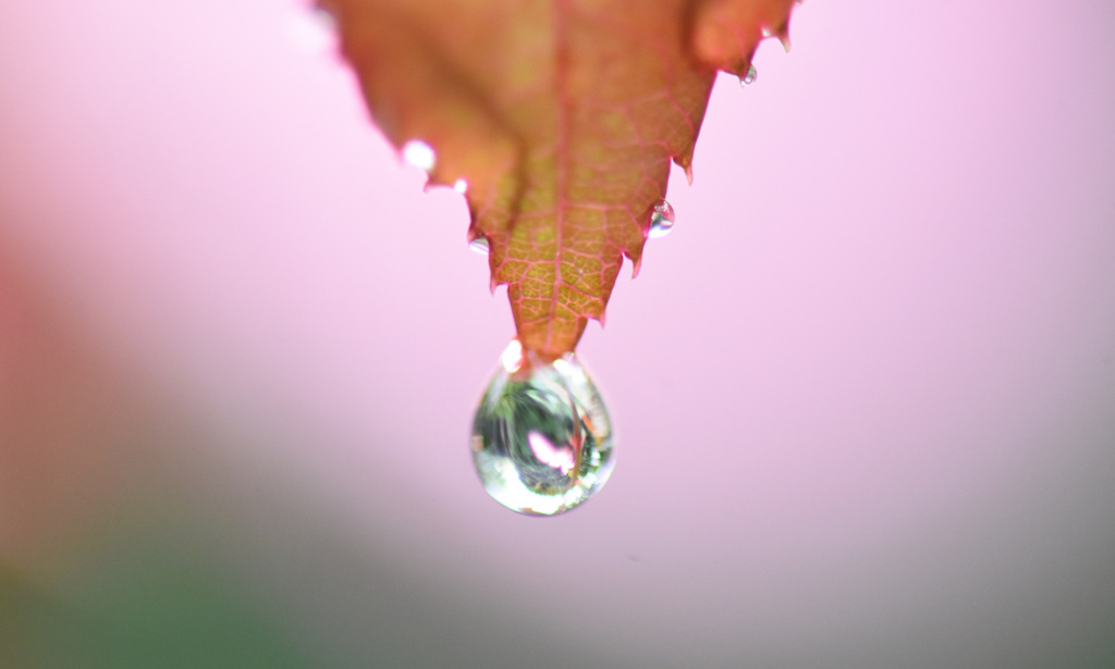 しぶとく落ちない