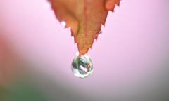 しぶとく落ちない しぶとく落ちない