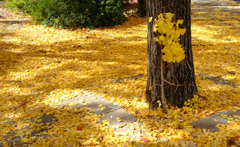 散るのと残るのと