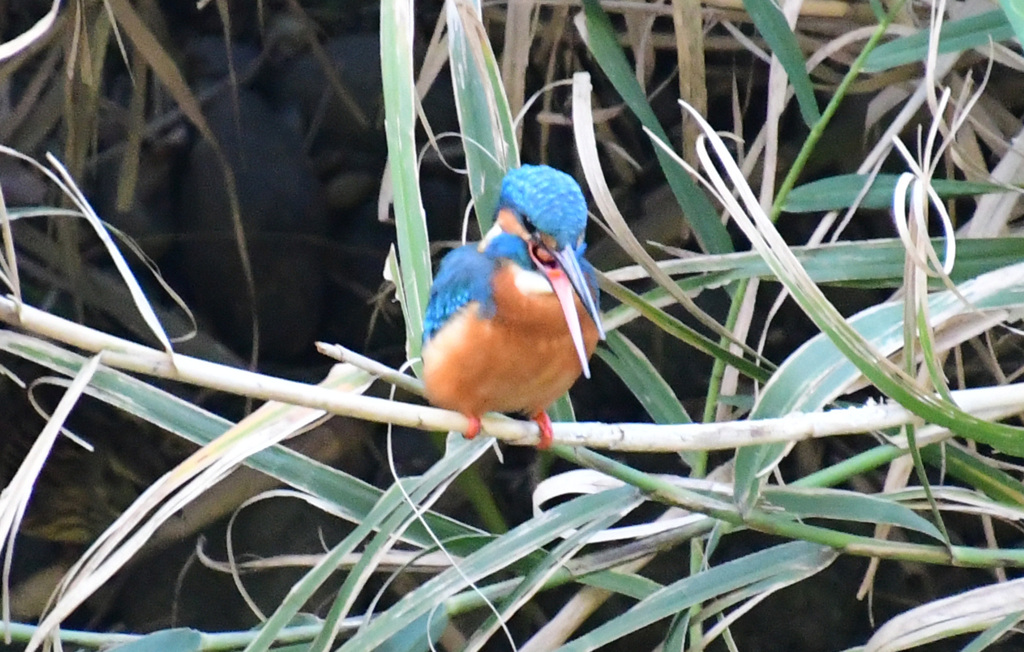 ペリットが見える