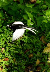 セグロ飛ぶ１