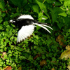 セグロ飛ぶ１