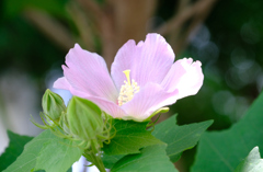 芙蓉４