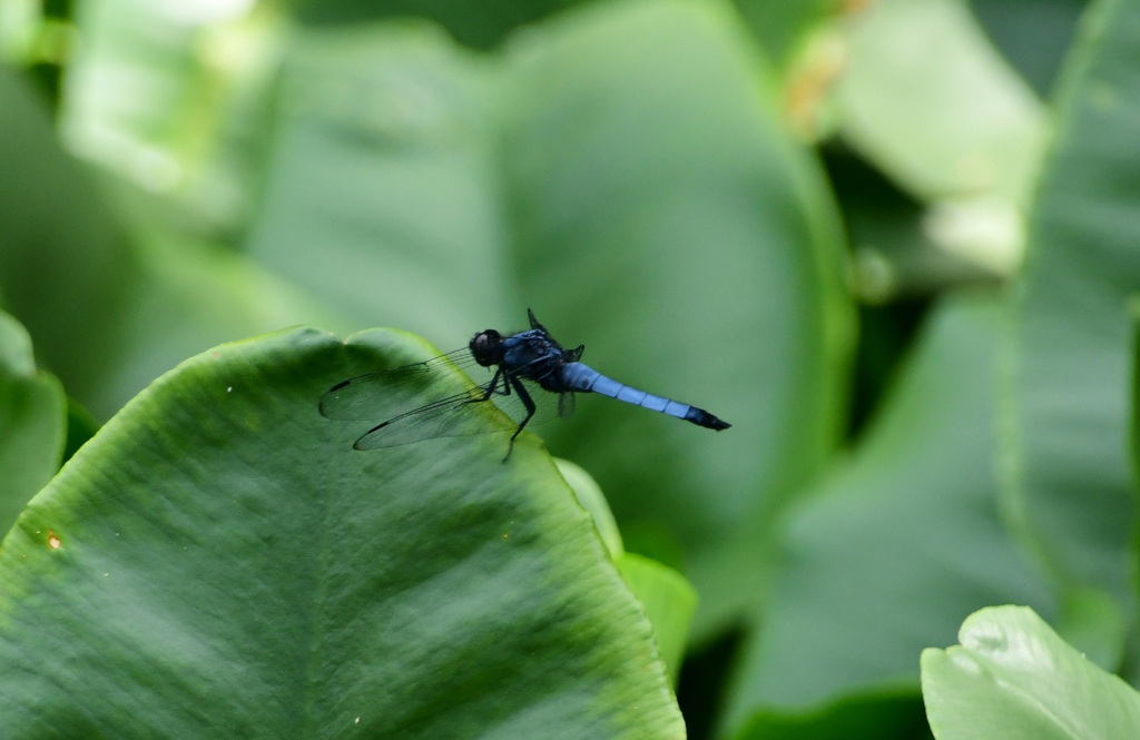 オオシオカラトンボのオス