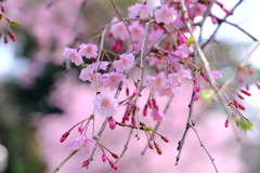 八重紅枝垂れ２