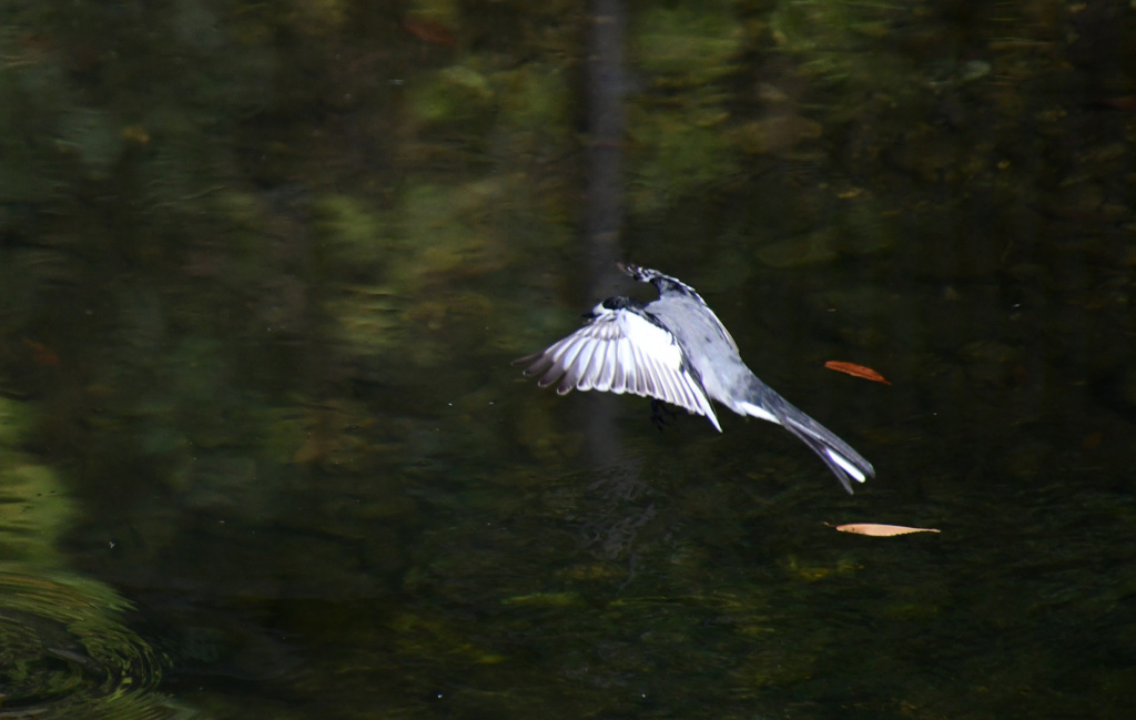 あら、お顔が見えない