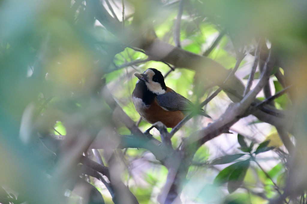 こんなのあったよ