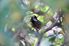 こんなのあったよ