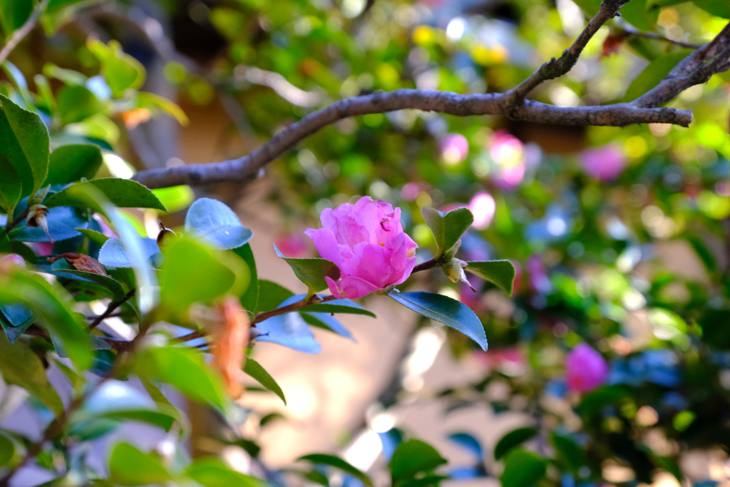 好文亭内の花
