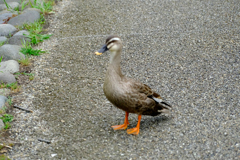 突然母が叫びながら