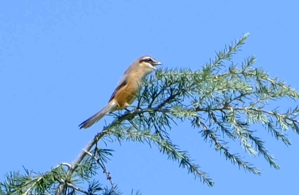 モズの高鳴き２