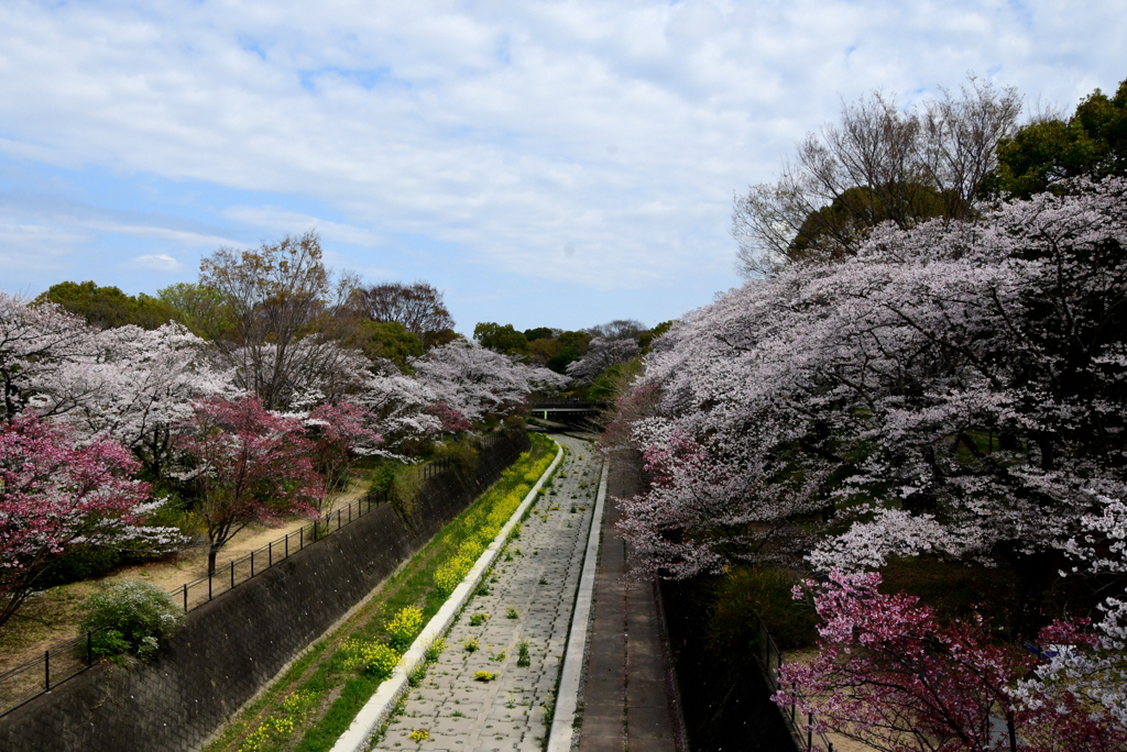 4月７日の桜風景