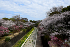 4月７日の桜風景