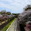 4月７日の桜風景
