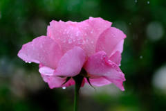 雨の日の庭薔薇１