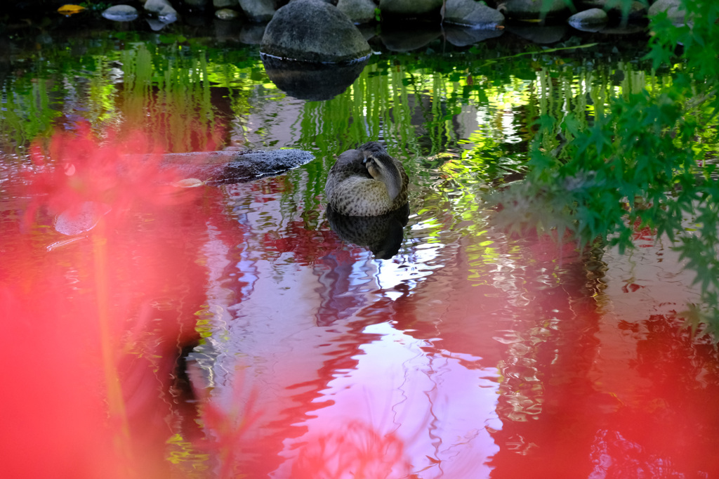 寝ているカルガモかも