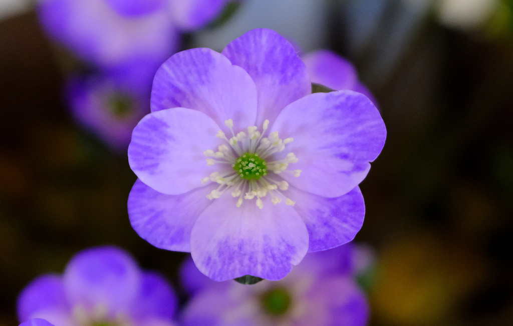 標準花２