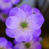 標準花２