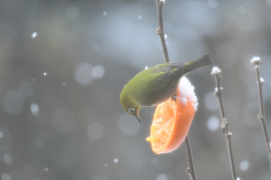 さあ食べよ
