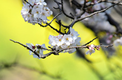 菜の花バックに