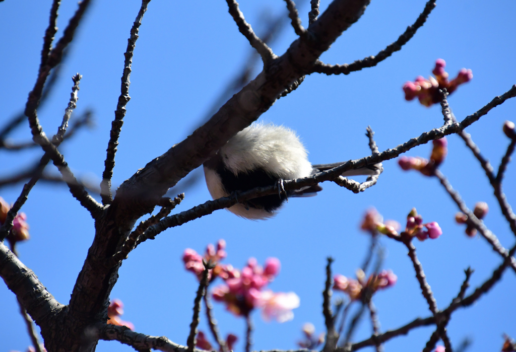 木に白黒ボールが