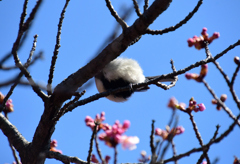 木に白黒ボールが