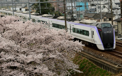 桜特急E353系