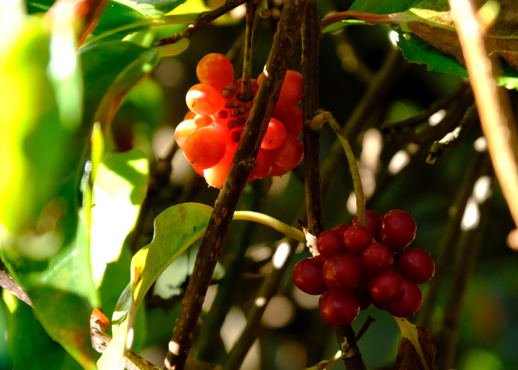 サネカズラの実１