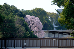 あれに見える大枝垂れは？