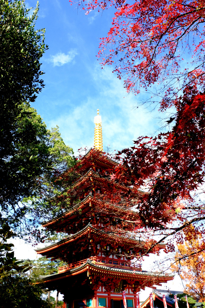 紅葉と緑に囲まれて