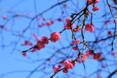 かんざしのごとく