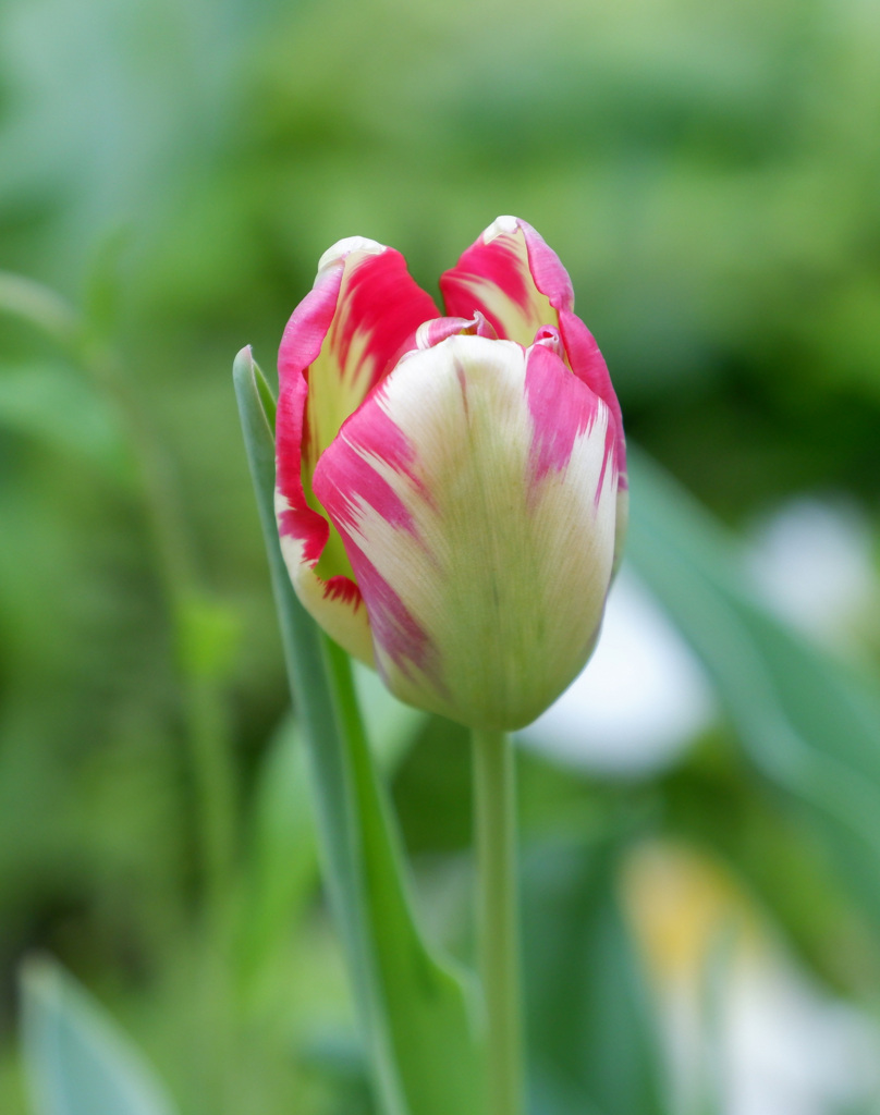 変わった色合い