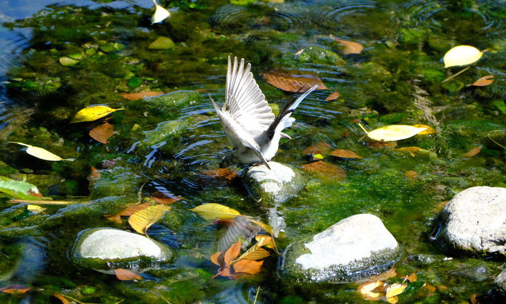 ハクセキレイ幼鳥 