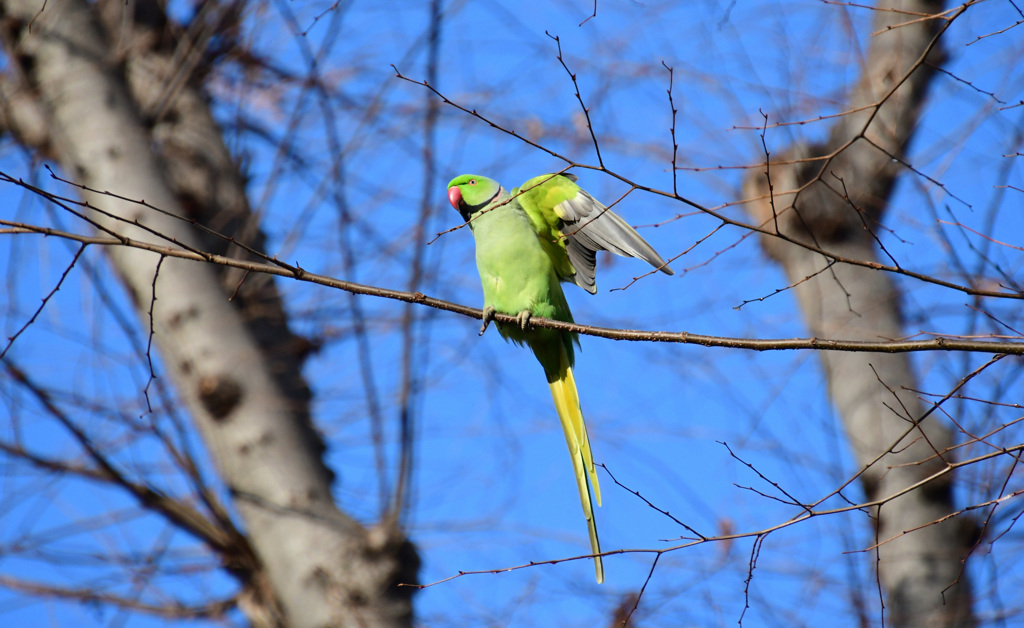 エンジェルポーズ