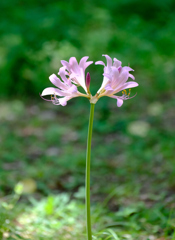 一本でも絵になる花