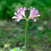 一本でも絵になる花