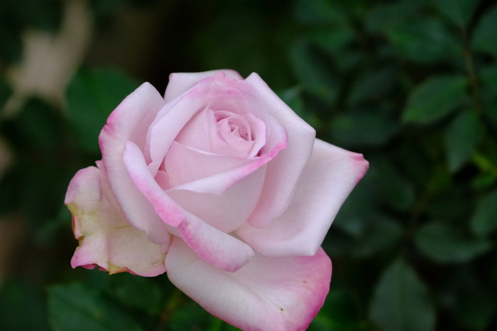 ライラックビューティー(仏）