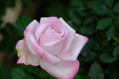 ライラックビューティー(仏）