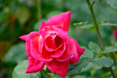 ローズドフランス（仏）