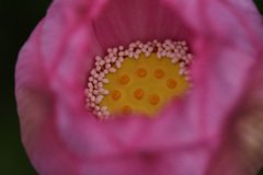 開花一日目の中の様子