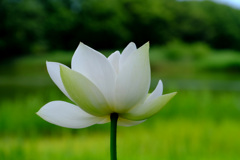 百光蓮