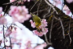 大寒桜に