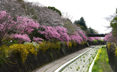 陽光連翹雪柳菜の花