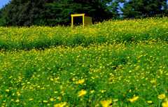 9月一面のレモンブライト