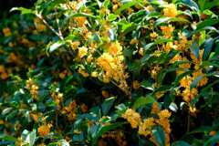 10月金木犀二度咲き